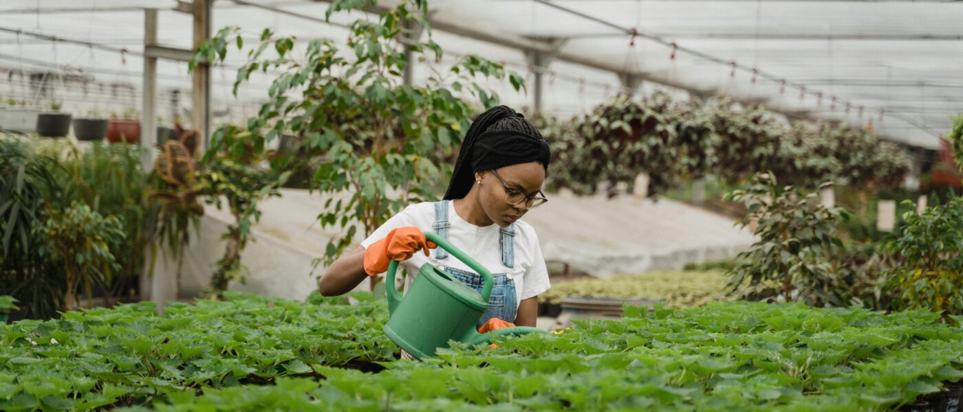 A woman tending to lush plants in a bright greenhouse, showcasing horticultural care.