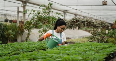 A woman tending to lush plants in a bright greenhouse, showcasing horticultural care.